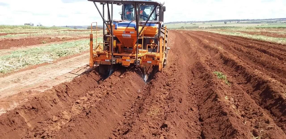 Plantio de mudas pré-brotadas