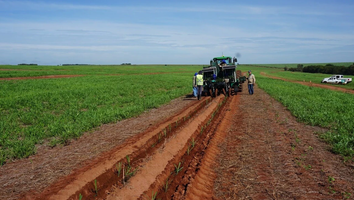 Plantio de mudas pré-brotadas