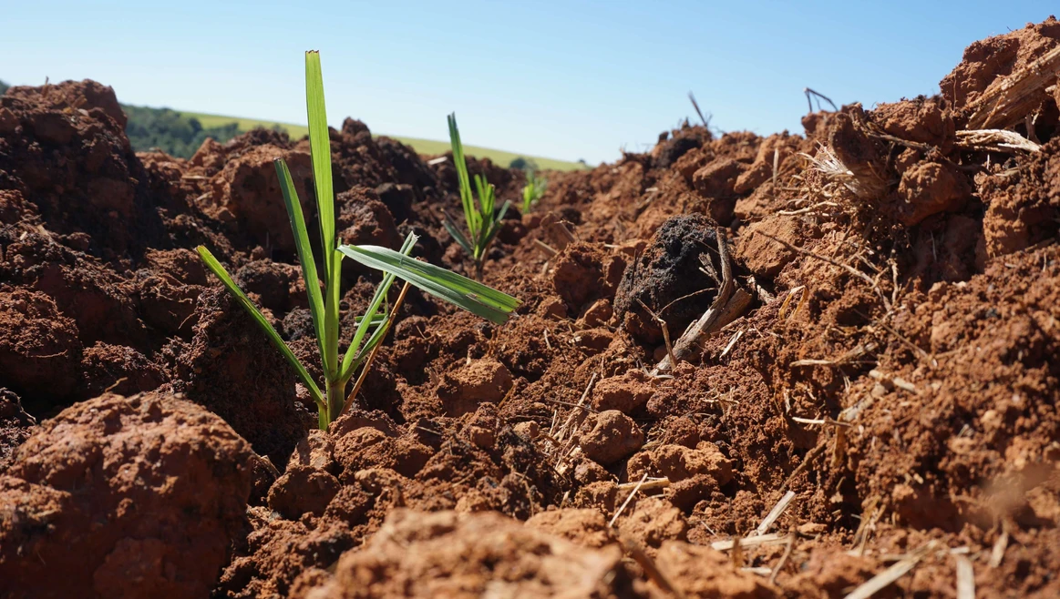 Plantio de mudas pré-brotadas